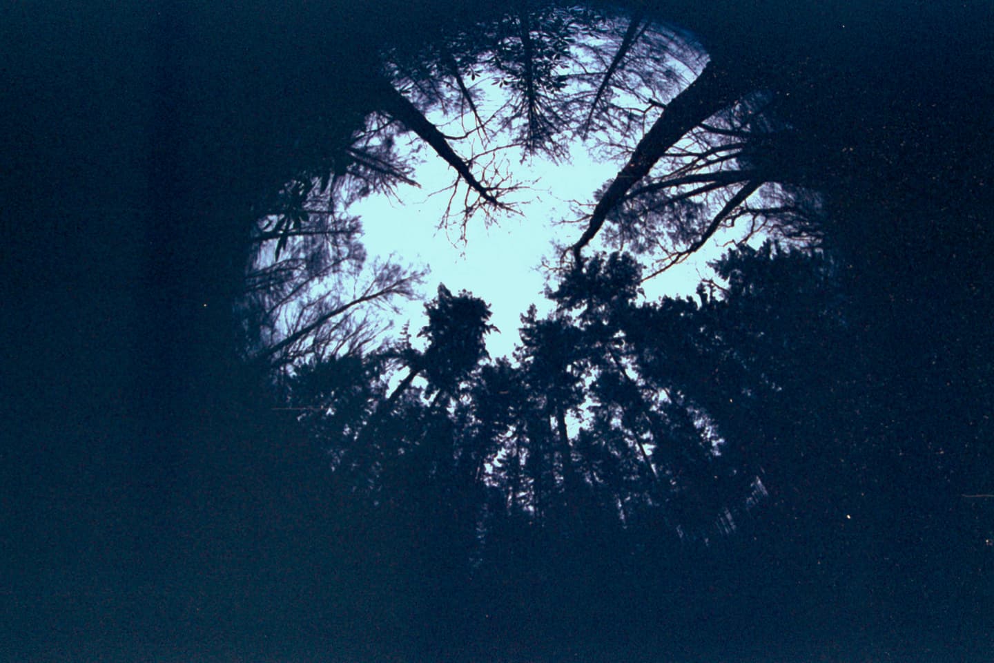 forest background